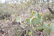 Tucson 2542
